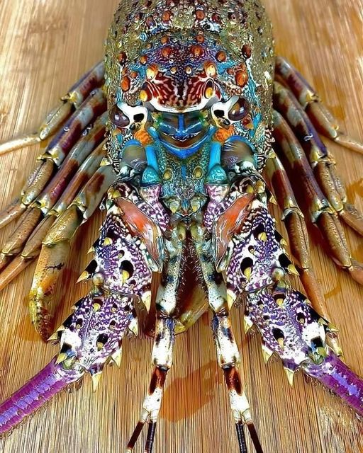 TallulahTangle's tweet photo. Is this the rock lobster that the B52's were on about? 😄
From #WildAware's FB feed https://t.co/q6azfU4GwJ
#Rocklobster #wildlife https://t.co/wK2uRfDJhM