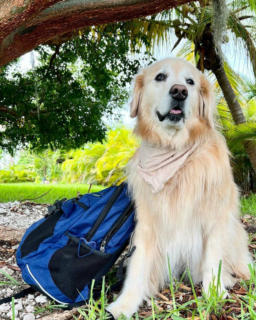 TheGoldenRatio4's tweet image. Yes hello! I am your friendly professional camping guide, Vink! If you ever need to plan a trip to a camping-friendly state and need assistance, we’re here to help! Just DM any time for your totally confidential camping consultation! 🏕