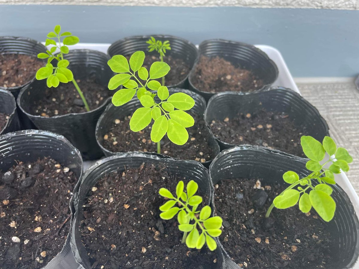 しっかりモリンガやってます🌿🌿🌿