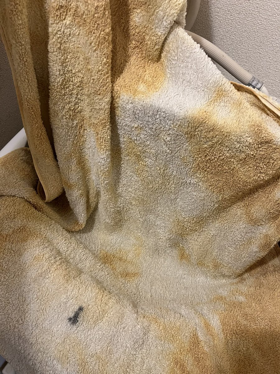 haharuru5's tweet photo. 漂白した水に間違えて茶色のタオル入れたら猫みたいになった https://t.co/hIq3gu1XGJ