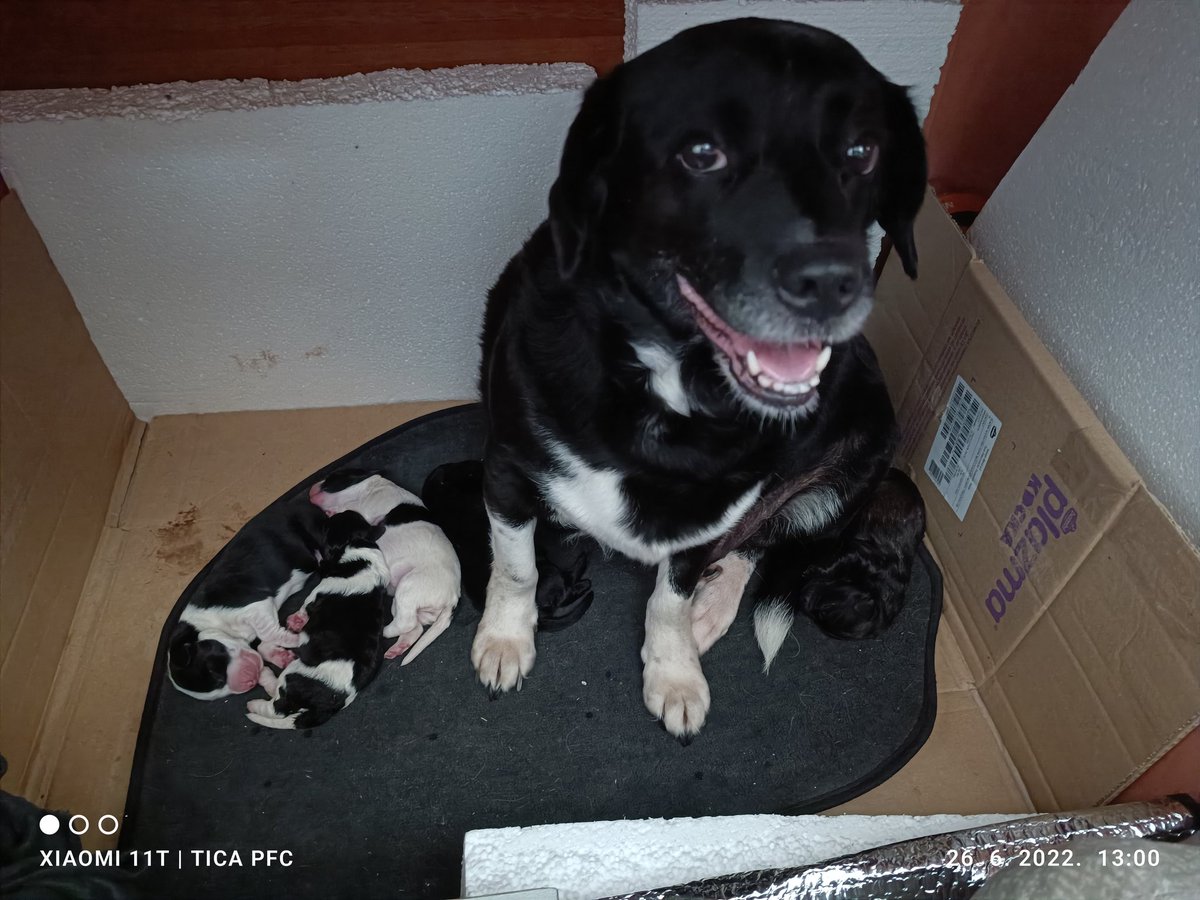 BossTica's tweet image. Sreća moja + pet mališana.