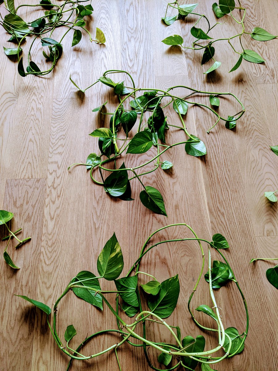 Everything ready to transform my office into the Amazon jungle🌱🌿🍃🐯. From now on, whoever comes by, please bring a machete to make your way through😅!