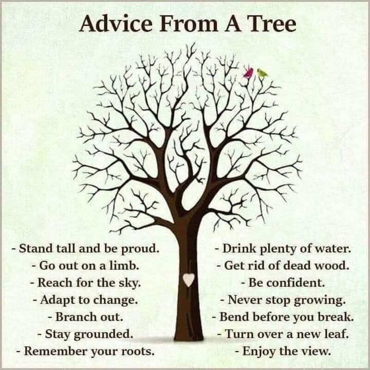 A tree day keeps poverty and climate change crisis away. Let us motivate our youth to take action on planting trees to save our planet for future generation @SelemanJaffo @innobash <a href="/HusseinBashe/">Hussein M Bashe</a> <a href="/AnthonyMavunde/">Anthony Mavunde</a> <a href="/_AfricanUnion/">African Union</a> <a href="/FoodSystems/">UN Food Systems Coordination Hub</a> <a href="/UN/">United Nations</a> <a href="/WeDontHaveTime/">We Don't Have Time</a> <a href="/Sdg13Un/">🇺🇳 #UN 🇺🇳 #SDGs 🌏 #ClimateAction 🌐 #ActNow</a> <a href="/WorldBank/">WorldBank</a>