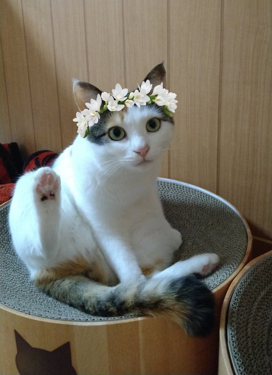 okoge_ten's tweet photo. 今日はてんちゃん 3歳のお誕生日！プレゼントに大好物のカツオあげたら、可愛い顔が悪魔の様な顔になりました(笑)…そこも魅力です！！！おめでとう、てん🐾🤍
#三毛猫
#猫のいる暮らし https://t.co/tDXEZJkuij