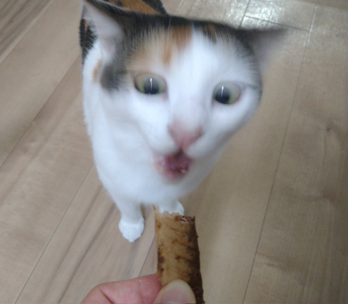 okoge_ten's tweet photo. 今日はてんちゃん 3歳のお誕生日！プレゼントに大好物のカツオあげたら、可愛い顔が悪魔の様な顔になりました(笑)…そこも魅力です！！！おめでとう、てん🐾🤍
#三毛猫
#猫のいる暮らし https://t.co/tDXEZJkuij