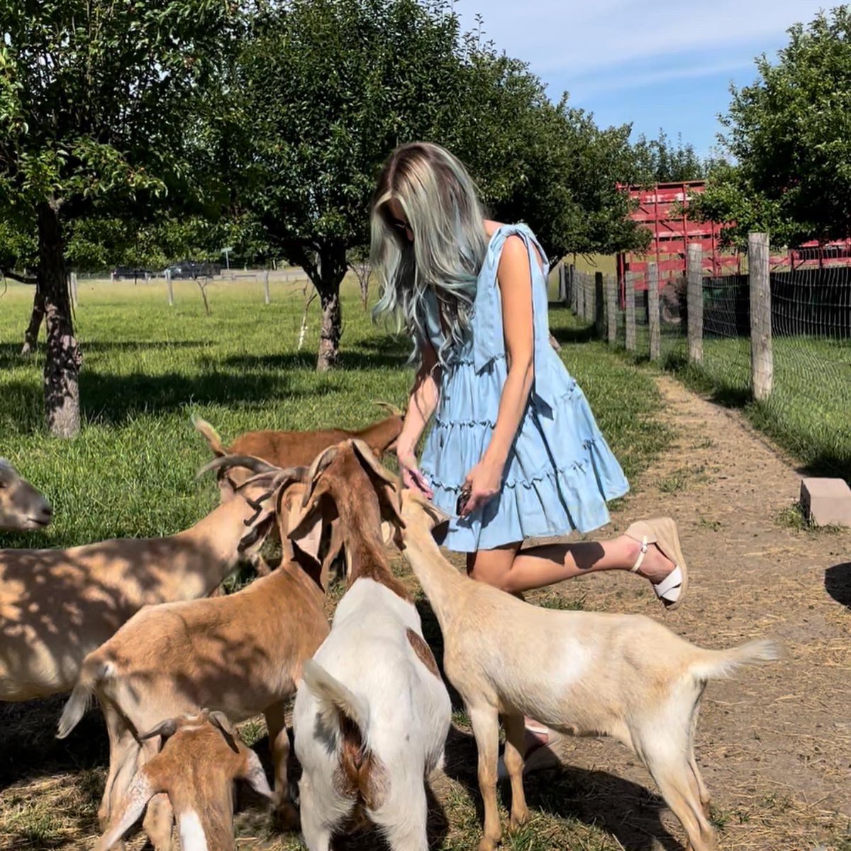 kaley_langille's tweet photo. Lil bo peep has lost her sheep but found a pack of cutie goats 🐐

📍 Riverside Oasis Farm
#toronto #yyz #goats #farm #niagaraonthelake #notl #weekendtrip #heaven https://t.co/THvFjLaeE4