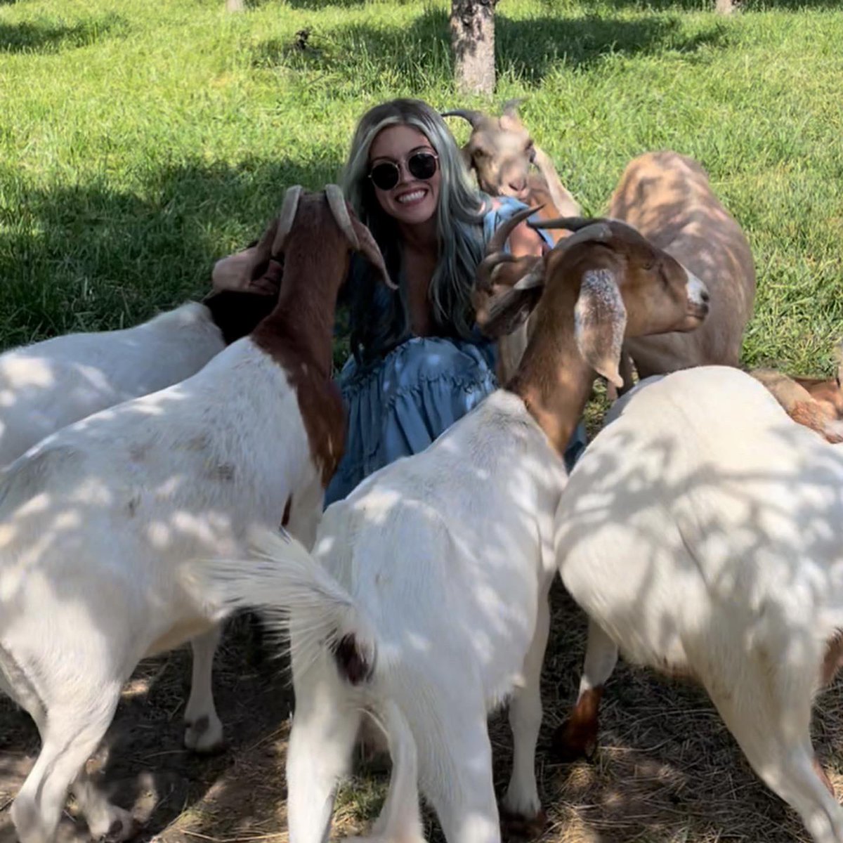 kaley_langille's tweet photo. Lil bo peep has lost her sheep but found a pack of cutie goats 🐐

📍 Riverside Oasis Farm
#toronto #yyz #goats #farm #niagaraonthelake #notl #weekendtrip #heaven https://t.co/THvFjLaeE4
