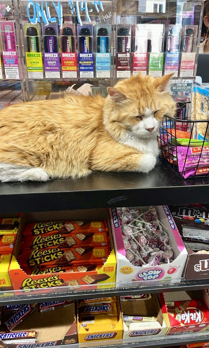 Bodegacats_'s tweet photo. https://t.co/9GF56FwfAo
