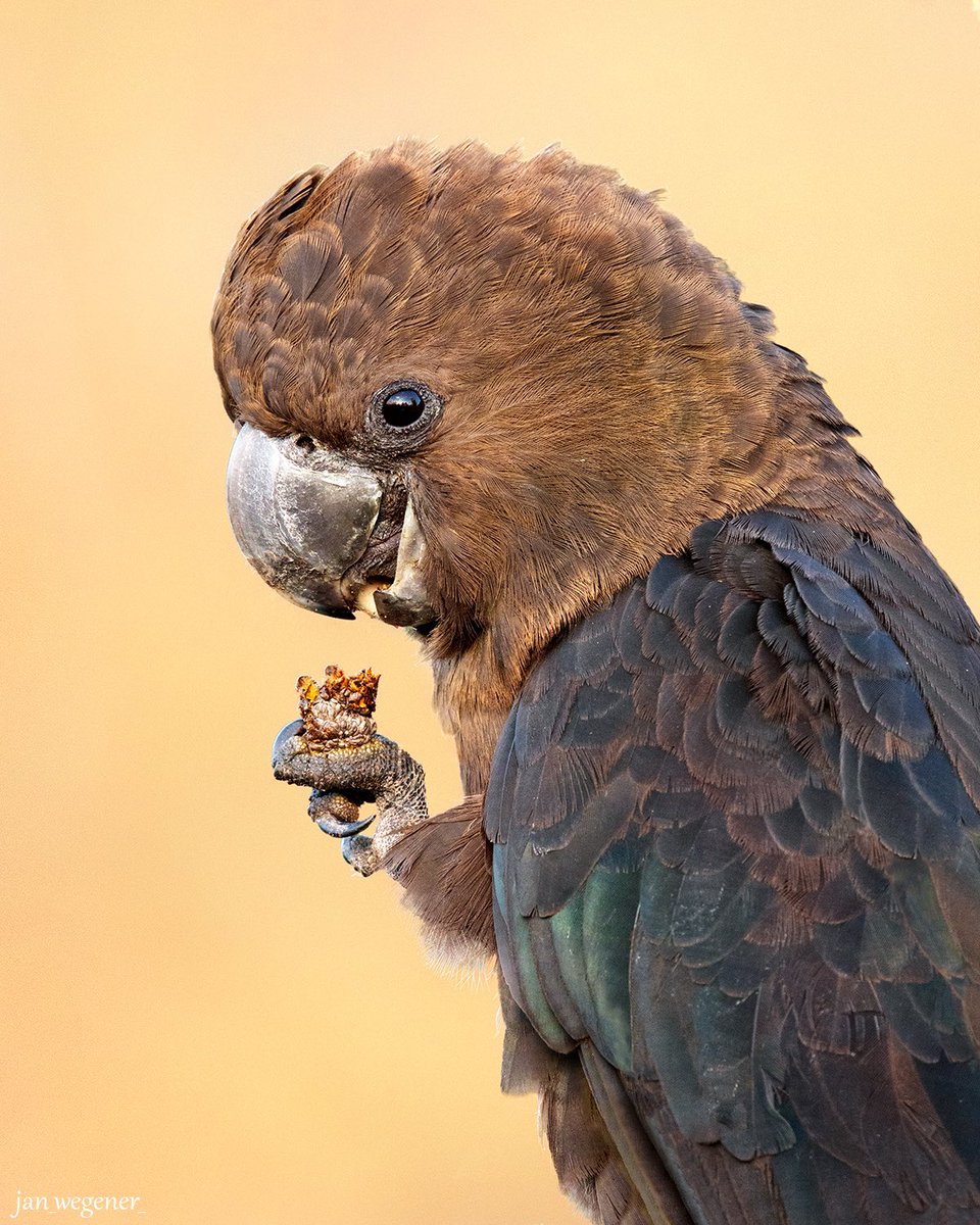 Jan Wegener tweet media