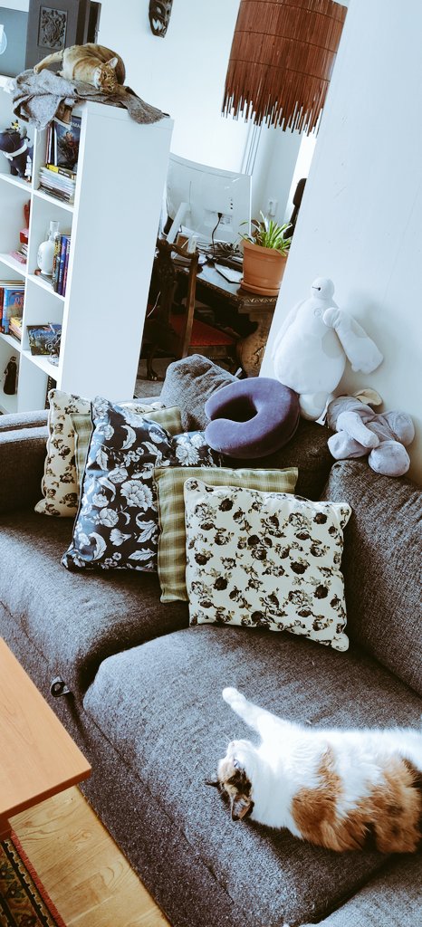 arhankas's tweet photo. (press to see the full pic)
This morning while I did my chore Sunday.
They aren't suffering that's for sure
#LeiaCatwalker #LukeCatwalker #cats https://t.co/chDiyt4Ud8