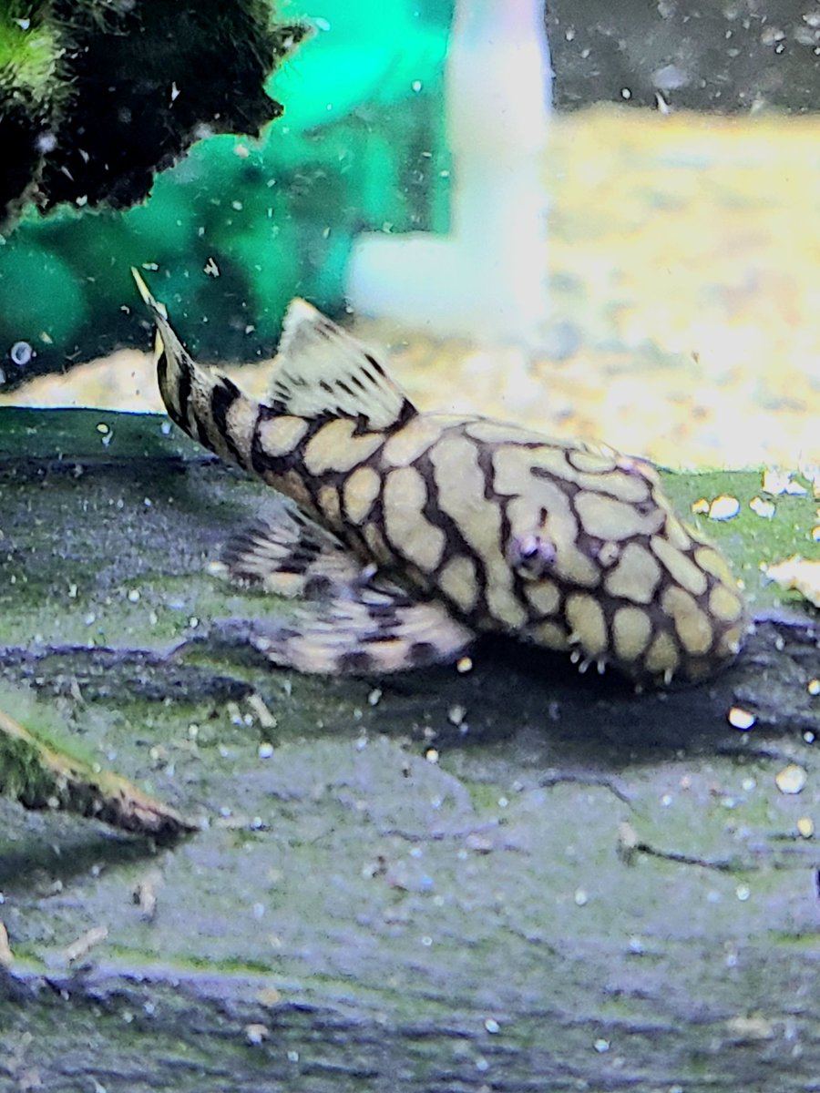 ロイヤルアラベスクブッシープレコ 1ペア+1匹