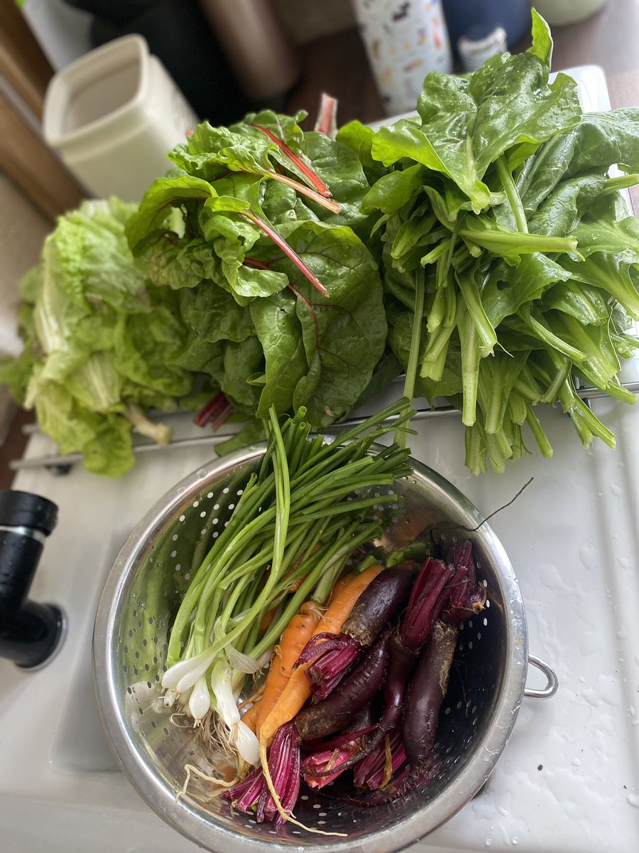 Freshly picked salad what could be better on a sunny Sunday 🥗☀️ #salad #Homegrown #growyaown