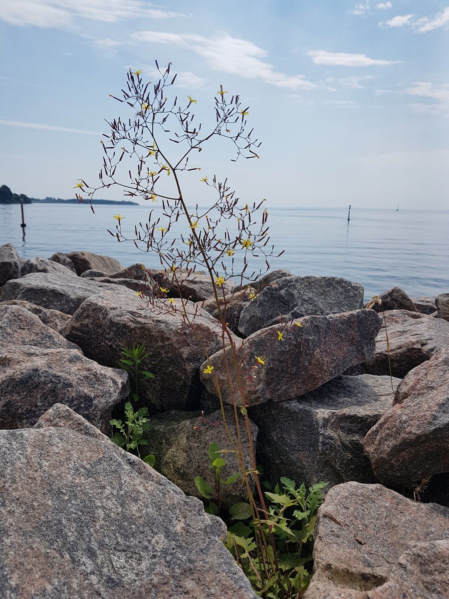 "All we are saying, is give weeds a chance!"

"Weeds" get a bad press but they can be nectar and pollen sources for #bees #butterflies and other #pollinators 

So put away the #glyphosate &amp; other #herbicides &amp; learn to live with them.

RT if you think we should #GiveWeedsAChance