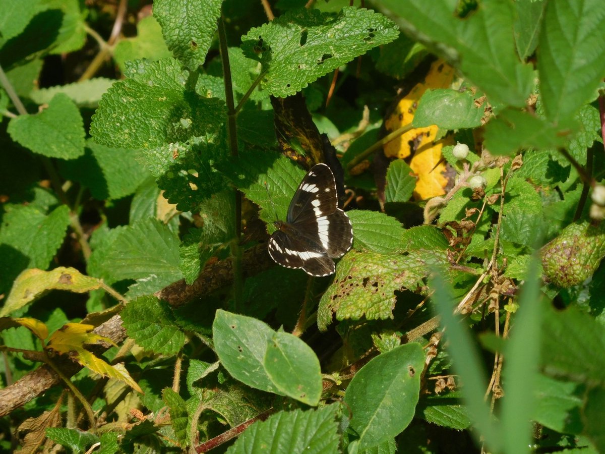 Nice few hours spent in Friday Woods today Purple Emperor,4 Silver washed fritillarys, White Admiral they seem to be everywhere and 2 White letter hairstreaks