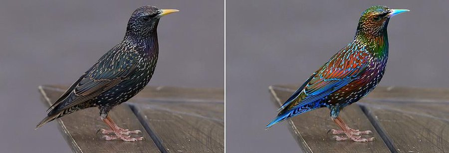 MLSpence on X: Opila birds model and UVs remains completely