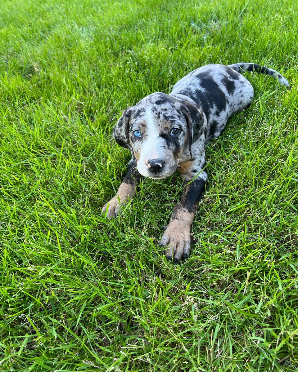 Manny Melo tweet media