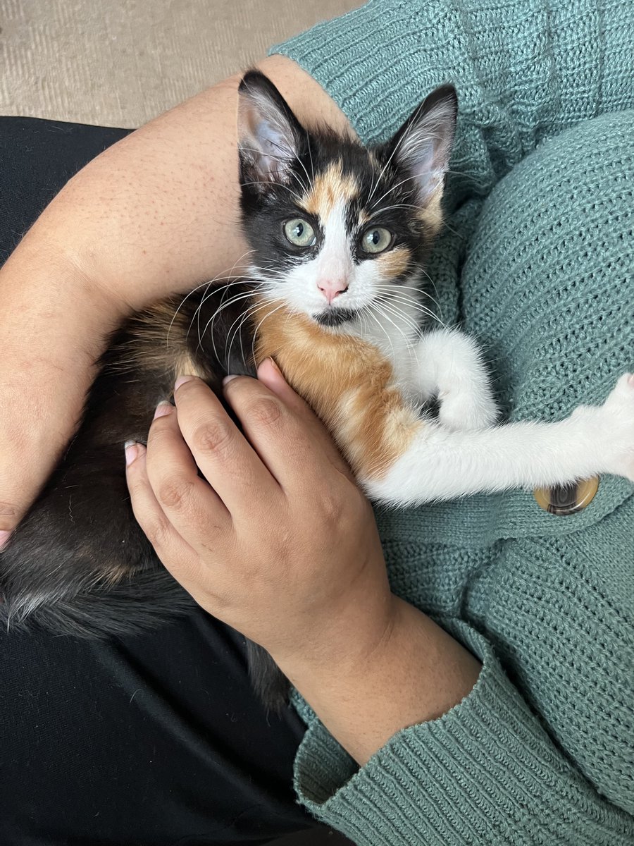 Sparty_Kitty_'s tweet photo. Having a nice relax with Dana’s mum 🐱💓 #CatsOfTwitter #CatsOnTwitter #CatTwitter #kittensofTwitter #kittensontwitter #kittentwitter https://t.co/2JnyCqIBiJ