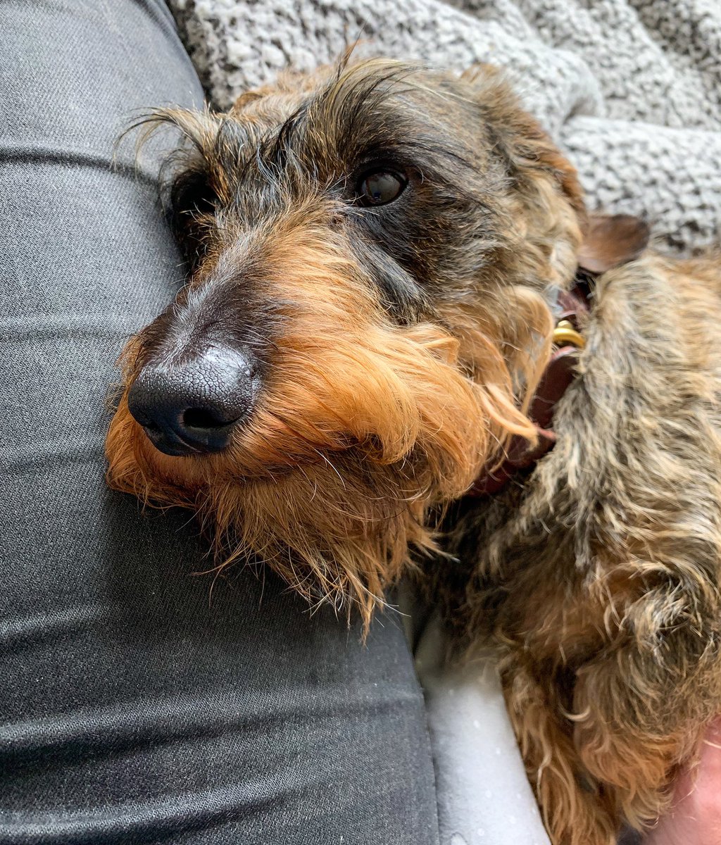 Finn53571796's tweet photo. A little Sunday smile for mum โบ๏ธ๐ฅฐ
#sundayvibes
#snugs
#supercomf https://t.co/S3s9pGHool