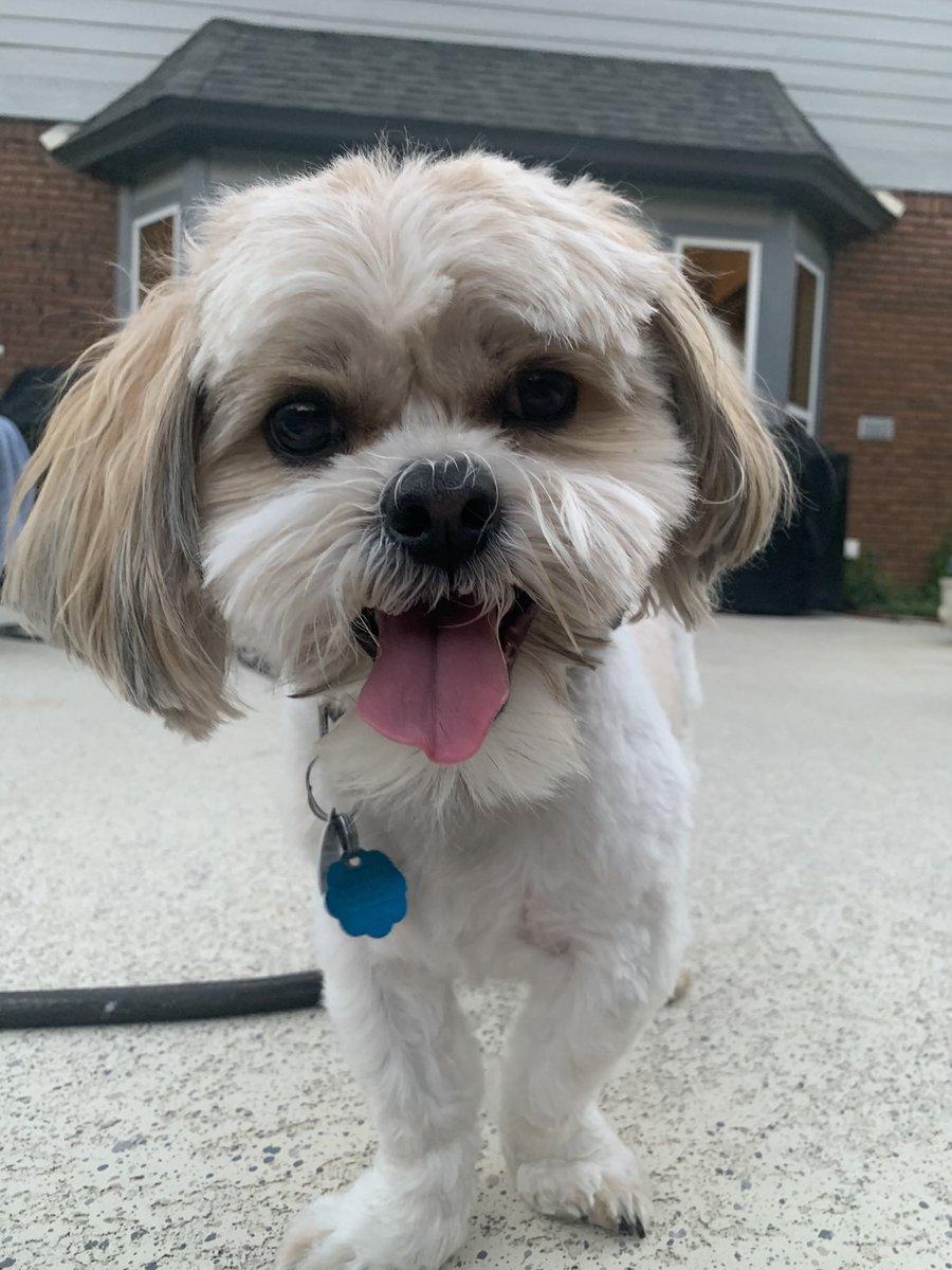 Good morning! ☀️ 
#shihtzu #puppy #cute