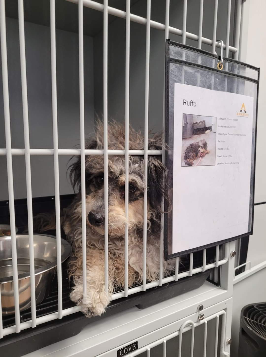 AmarilloPanhandle Humane Society (AphsHumane) / Twitter