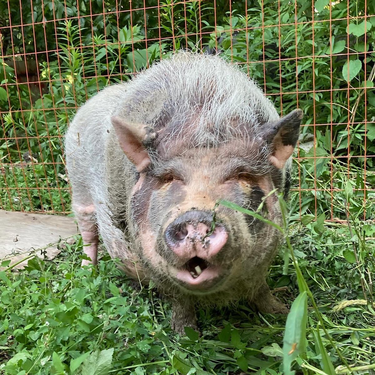 runawaysfarm's tweet photo. So grateful to finally be able to provide safe outdoor space for our piggy residents, including new addition Flynn, the cuddliest pig in town. Thank you donors, volunteers &amp; @AmherstburgCF for making it happen! https://t.co/8F5qqpaeJ5