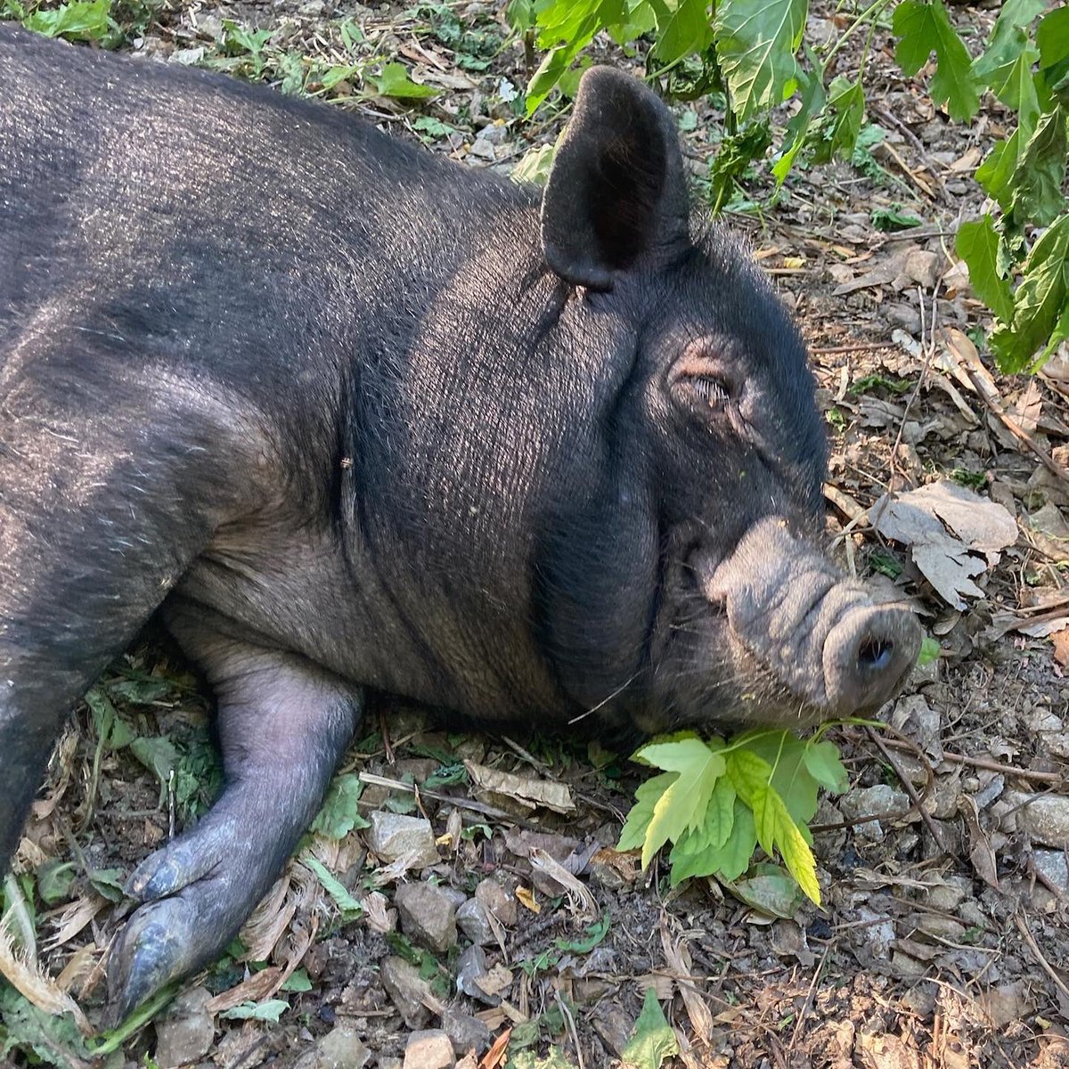 So grateful to finally be able to provide safe outdoor space for our piggy residents, including new addition Flynn, the cuddliest pig in town. Thank you donors, volunteers &amp; <a href="/AmherstburgCF/">Amherstburg Community Foundation</a> for making it happen!