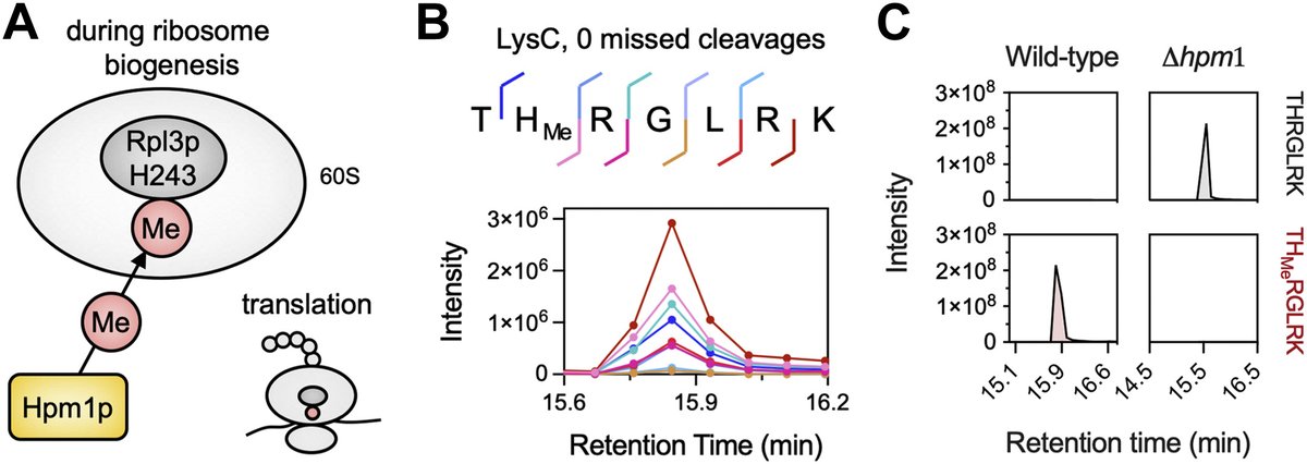 Molecular & Cellular Proteomics (@molcellprot) on Twitter photo Methyltransferase Hpm1p is the only known histidine methyltransferase in Saccharomyces cerevisiae. In this <a href="/molcellprot/">Molecular & Cellular Proteomics</a> paper, researchers investigated how the loss of Hpm1p generates different phenotypes.
mcponline.org/article/S1535-… Methyltransferase Hpm1p is the only known histidine methyltransferase in Saccharomyces cerevisiae. In this <a href="/molcellprot/">Molecular & Cellular Proteomics</a> paper, researchers investigated how the loss of Hpm1p generates different phenotypes.
mcponline.org/article/S1535-…