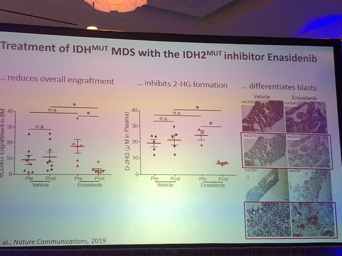 Amer Zeidan MBBS,MHS عامر زيدان (@dr_amerzeidan) on Twitter photo Stephanie Halene <a href="/Halene_lab/">Halene Lab</a> from <a href="/YaleHematology/">YaleHematology</a> presenting great progress on #MDSsm animal models and their translational applications <a href="/YaleCancer/">Yale Cancer Center</a> <a href="/Rana_Gbyli/">Rana Gbyli</a> <a href="/Dr_YuanbinSong/">Yuanbin Song M.D</a> #iwMDS #iwMDS22 Stephanie Halene <a href="/Halene_lab/">Halene Lab</a> from <a href="/YaleHematology/">YaleHematology</a> presenting great progress on #MDSsm animal models and their translational applications <a href="/YaleCancer/">Yale Cancer Center</a> <a href="/Rana_Gbyli/">Rana Gbyli</a> <a href="/Dr_YuanbinSong/">Yuanbin Song M.D</a> #iwMDS #iwMDS22