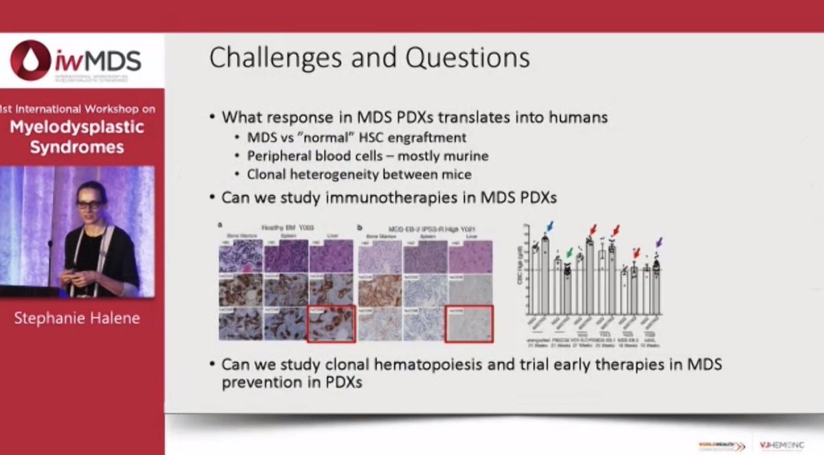 VJHemOnc (@vjhemonc) on Twitter photo At #iwMDS22 Stephanie Halene (<a href="/Halene_lab/">Halene Lab</a>) takes us through MDS animal models
#iwMDS #MDS #MDSsm <a href="/Dr_AmerZeidan/">Amer Zeidan MBBS,MHS عامر زيدان</a> At #iwMDS22 Stephanie Halene (<a href="/Halene_lab/">Halene Lab</a>) takes us through MDS animal models
#iwMDS #MDS #MDSsm <a href="/Dr_AmerZeidan/">Amer Zeidan MBBS,MHS عامر زيدان</a>