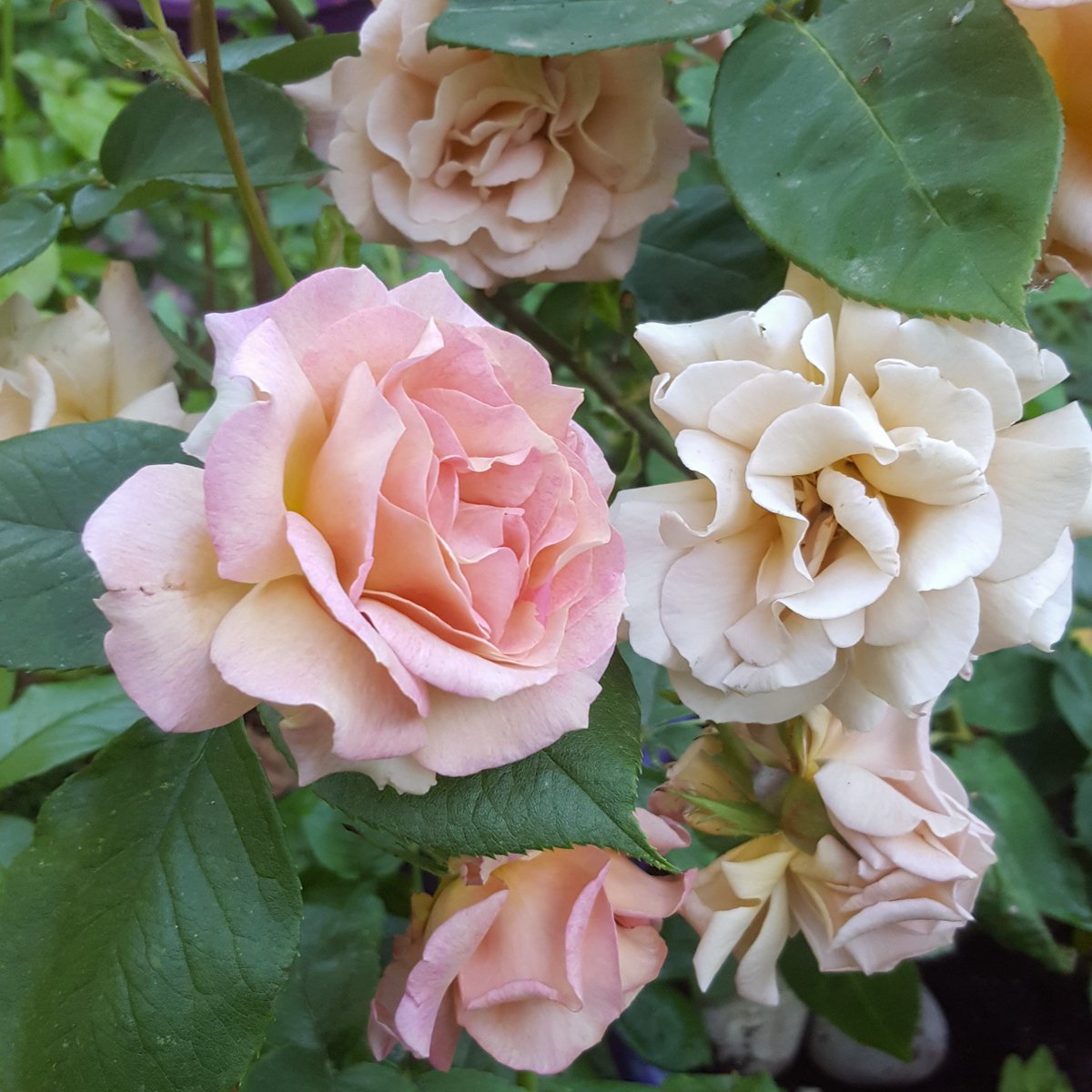 ZinniaCE's tweet photo. #RoseAwarenessWeek day 7 -  'Vidal Sassoon' Hybrid tea, a gentle blend of fawn, beige &amp; parchment with pink edges, soft but noticeable fragrance. https://t.co/JCqneytJUK