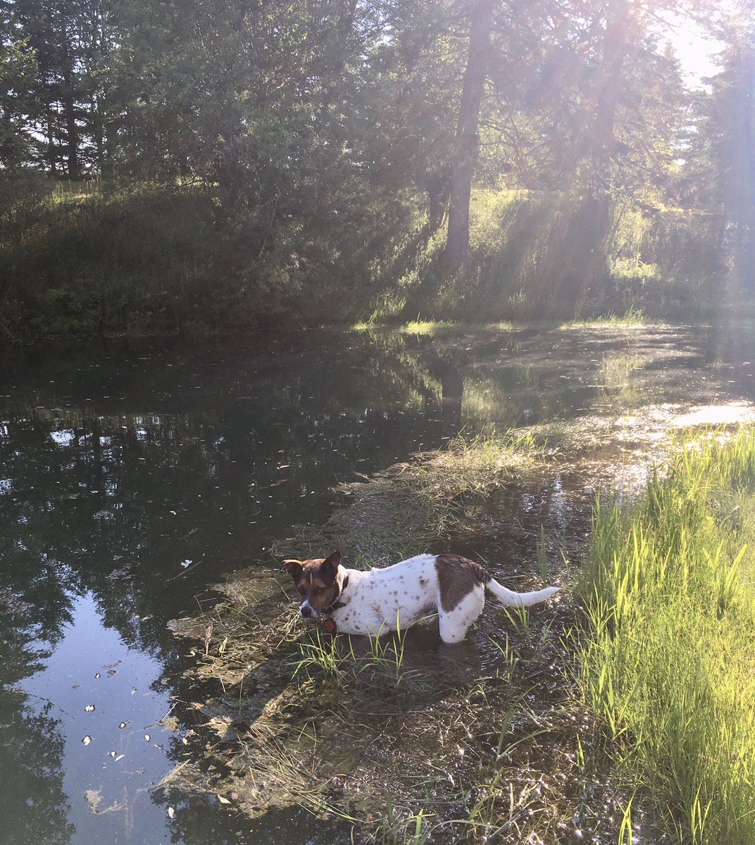 jr4science's tweet photo. Our #postdog #DrDundee has been dedicated to his summer research project studying local frog population ecology.

Glad to say, his capture success is completely abysmal… 😂🐸🐶 https://t.co/2O8Qnp2l7D