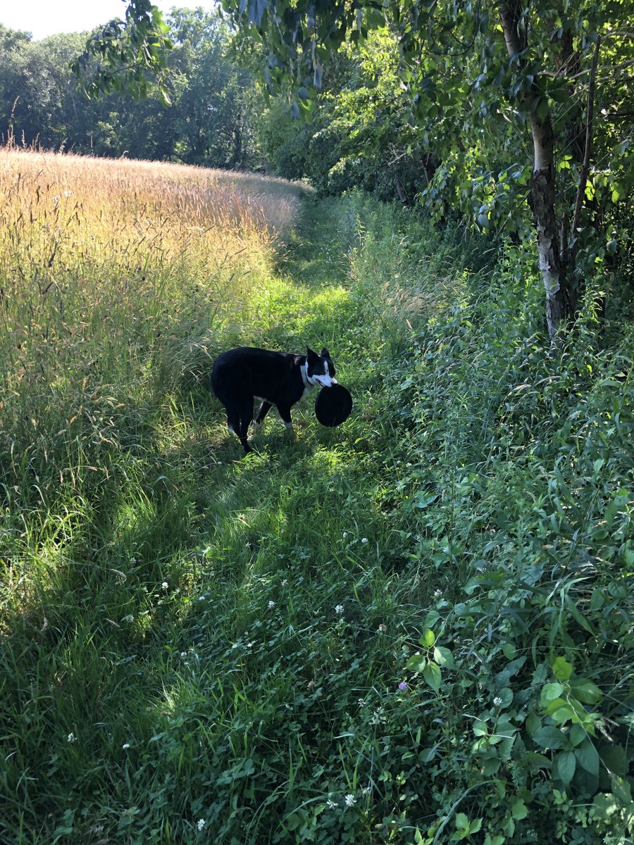 DjangoAtWork's tweet image. It’s summer. Walk in the field and the frisbee. It’s all good.