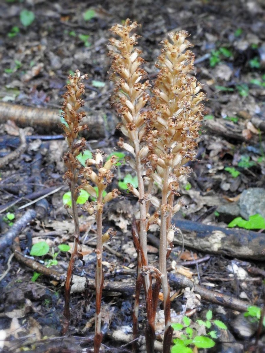 𝗗𝗮𝗻 𝗙𝗼𝘆 tweet media