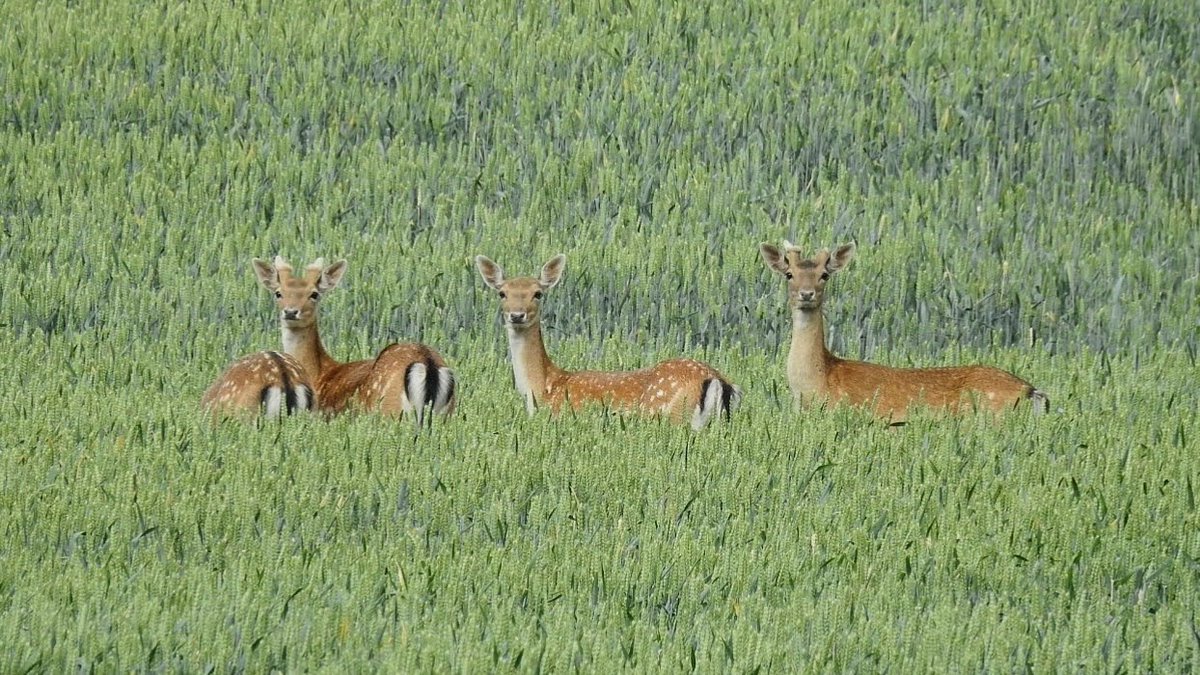 𝗗𝗮𝗻 𝗙𝗼𝘆 tweet media