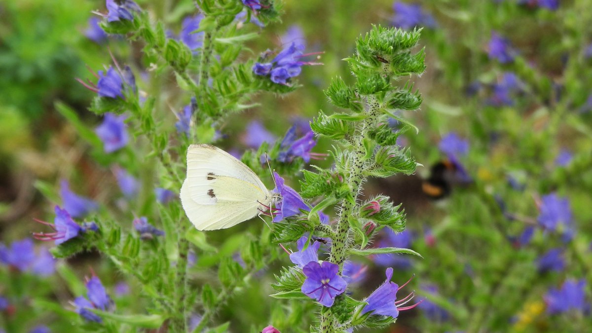 inja5248's tweet photo. #klein_koolwitje π¦ op #slangenkruid
#Maasvallei #LusvanLinne π
@vlinderNL @FloraNederland @Limb_Landschap @NatureTodayNL https://t.co/0zVyYAqkAY