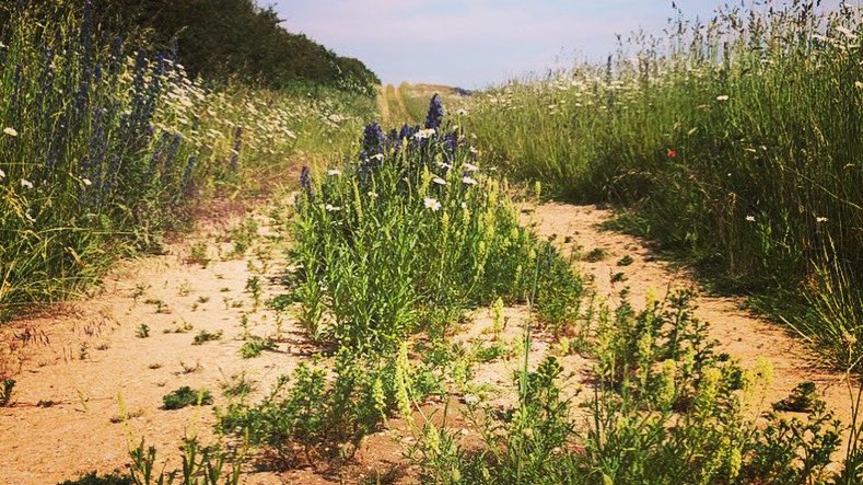 #Edge “where something ends and something new begins. It can be a tiny thing-a depression in the mud or a cliff on the edge of the ocean. Edge is where two habitats collide”
#LandHealer chapter 8 
#wildflowerhour