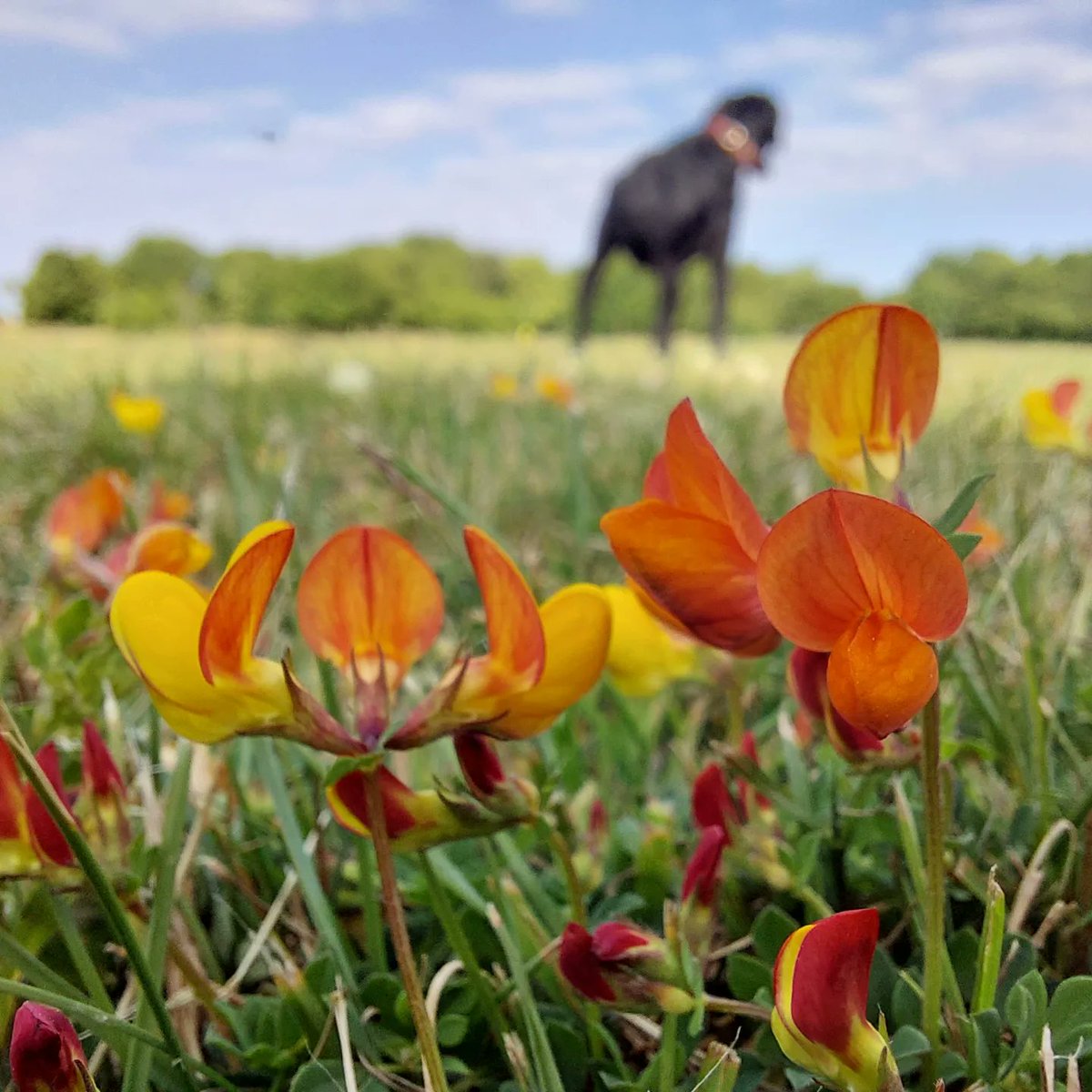 aspey_mark's tweet photo. End of week 3 of my running/walking #60at60challenge @MindCharity @JustGiving and 71 kilometres completed so still on track. Great week for seeing #Butterflies and #wildflowers #noticenature #Summer #running #dogwalking https://t.co/tKvCnGg7F0