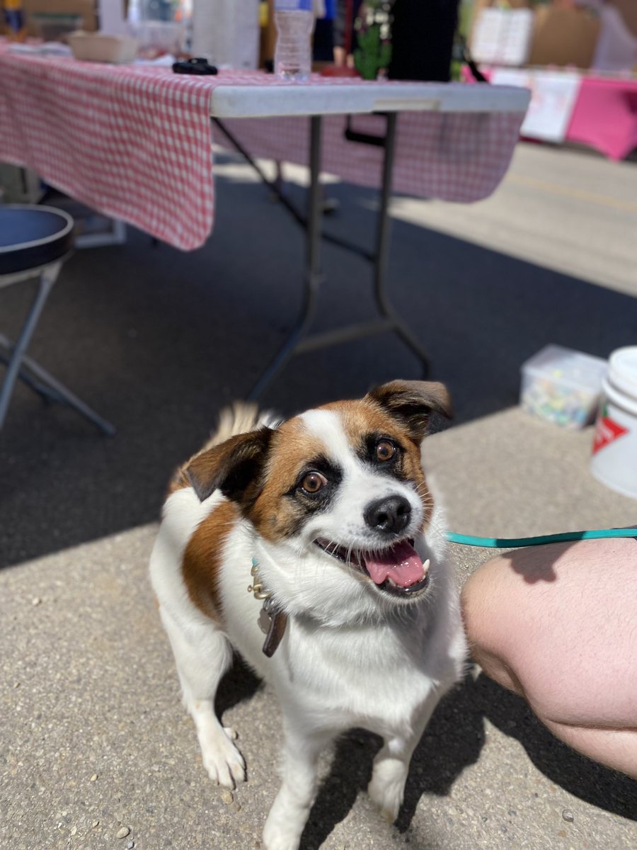 124GrandMarket's tweet photo. Hey all you cool dogs and puppies! Meet Bailey! #dogsof124 #124grandmarket https://t.co/E7gPV9vtbK