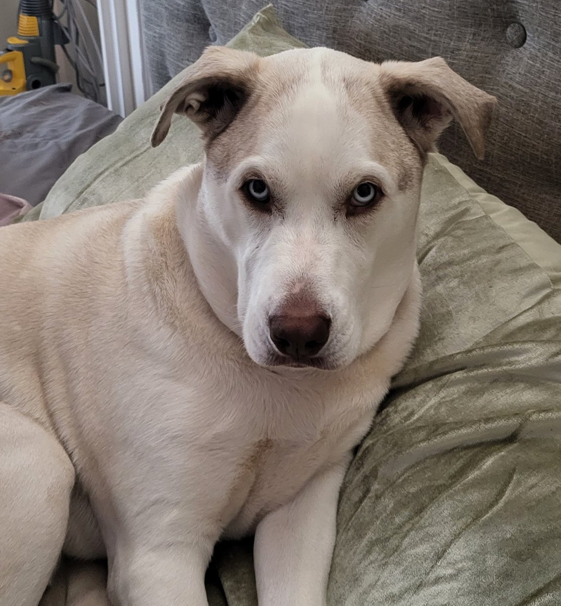 I am a handsome boy!  #pretty #handsome #hennessy #dogs #DogsofTwittter #husky #pit #PITBULL