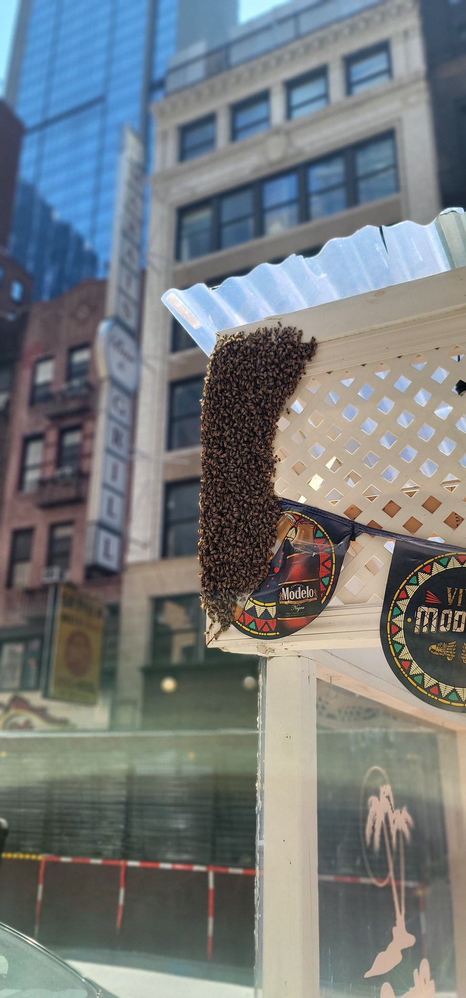 Bee Swarm in NYC Takes Over Times Square Restaurant FWM7gqLWYAE2SXs.jpg:large