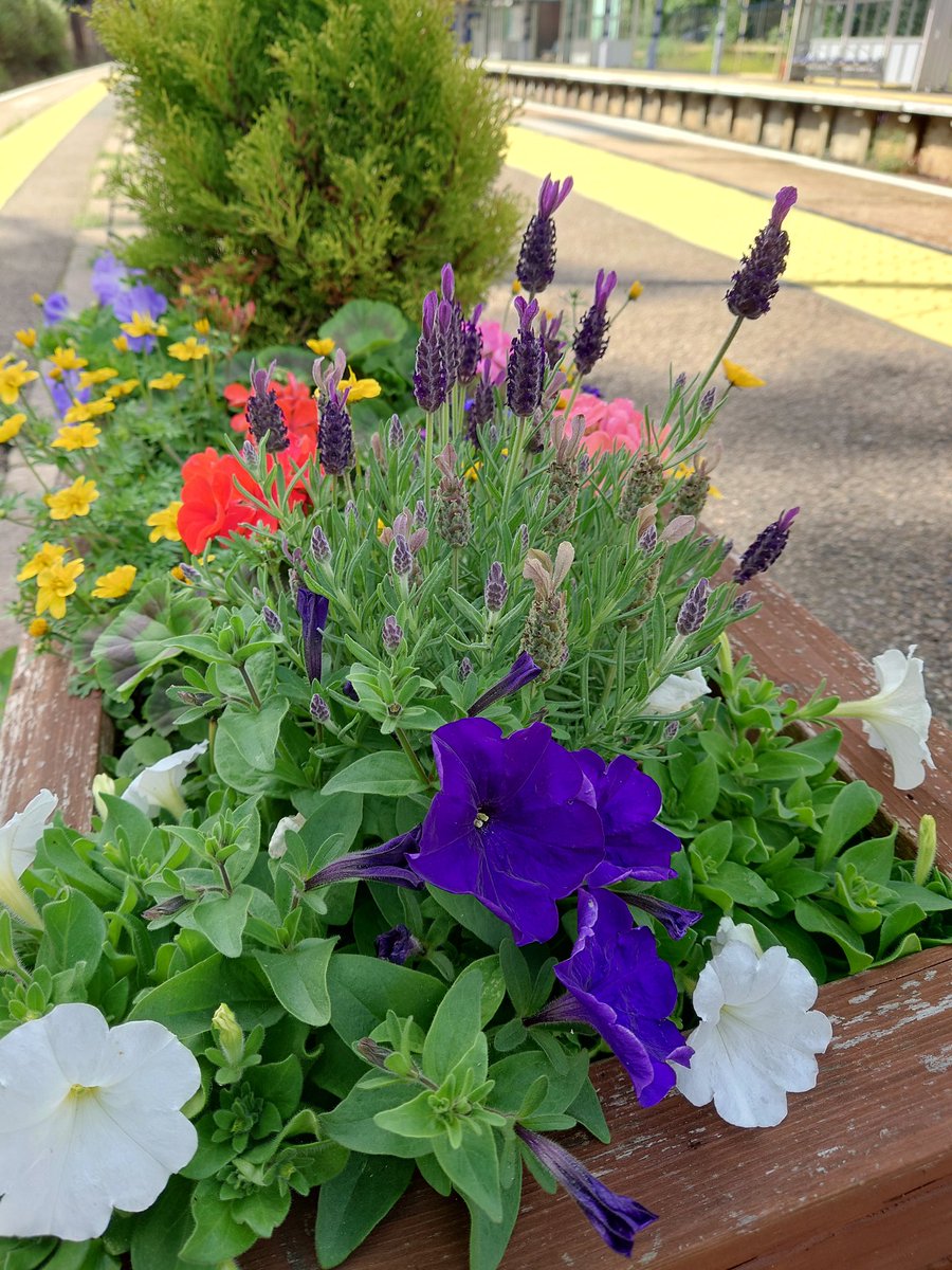 bungleboo72's tweet photo. And so the winner of the unofficial @Se_Railway station in bloom competition 2022 is *drum roll* .. Sevenoaks! The judge is not at all biased or official! #teamSEV https://t.co/K8JUL83UBE