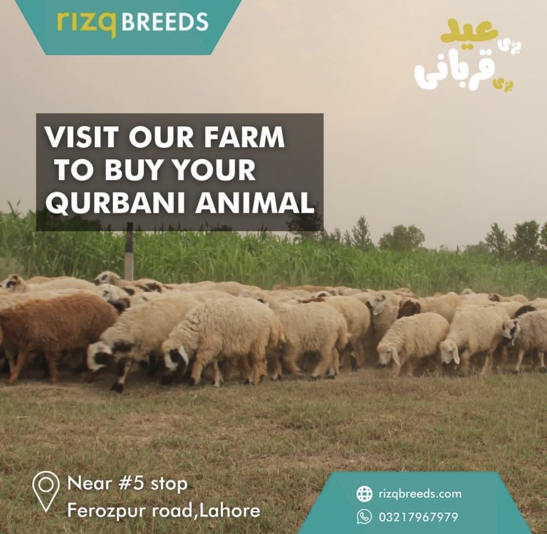934XOXO's tweet photo. #RIZQQURBANI  #RIZQ #HUNGERFREEPAKISTAN 
https://t.co/F05H4FNeHB
 Referal code:RQTCSDHA22
🍀Through our livestock farms, *Rizq Breeds*, you can buy healthy and premium quality animals for your qurbani delivered to your doorstep across Lahore, at break through prices. https://t.co/NhgYKvLBU8