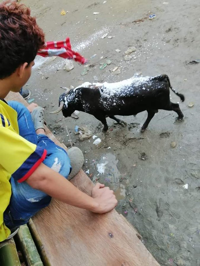 paolaeyre's tweet photo. No puedo sentir empatía por alguien que se goza del sufrimiento de otro ser vivo.
Bien merecida la caída de esa corraleja, por hptas.
#Espinal https://t.co/VPHbmewQNr