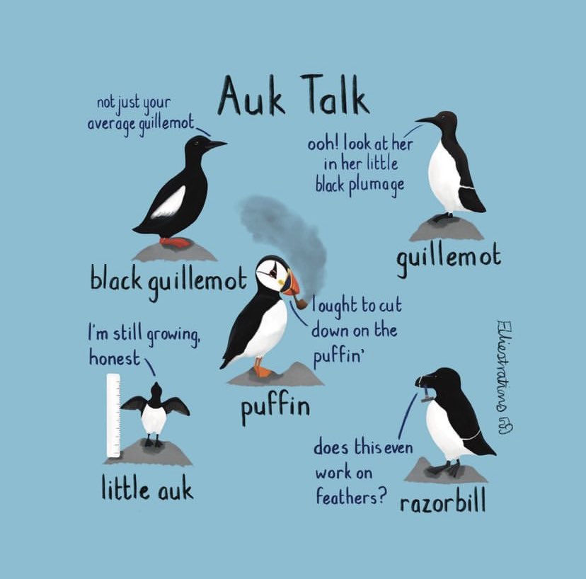 @SteelySeabirder Super seabird Sunday is a fab idea! Here is my silly guide to the auks of the UK…. #seabirds #seabirdsunday