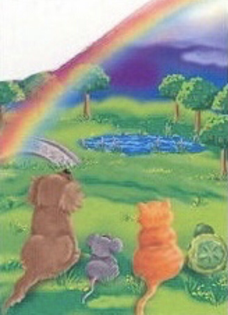 #Purrs4Peace🌟Purrs for every heartbroken peep whose beloved furbaby has crossed to Rainbow Bridge🌈💔 #weeti PURR PURR PURR PURR PURR PURR PURR PURR PURR PURR PURR PURR PURR PURR PURR PURR 