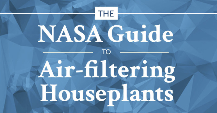 NottinghamReal1's tweet image. The Best Air-Cleaning Plants According to NASA 

#REO #indyrealestate #fishersrealestate #realtor #fishersindiana #buyahome #homebuyer #sellyourhome lifehacker.com/this-graphic-s…