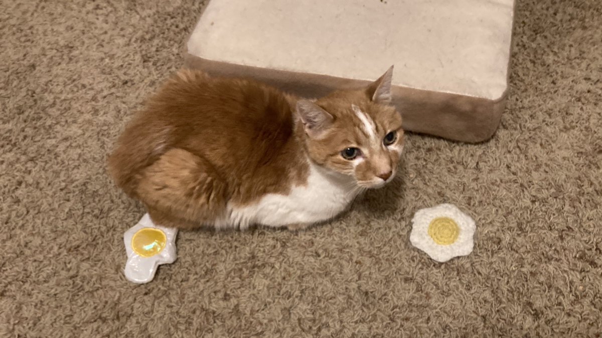 dumplingisacat's tweet photo. Did u order Eg for Brekfast ? https://t.co/r4mGjgRwnH
