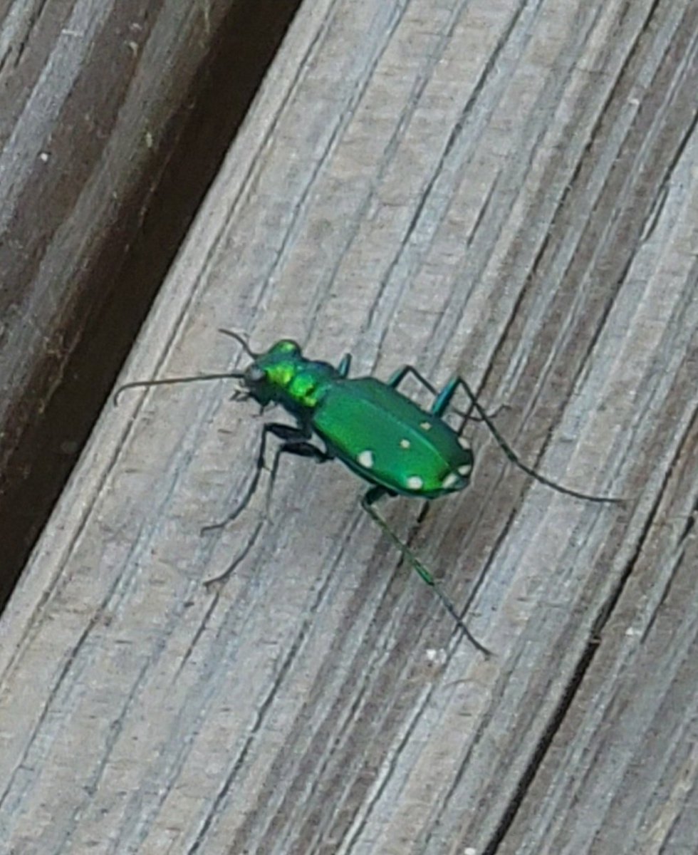 GSn04401's tweet photo. So...I've set up a nice bird feeder ensemble on my deck and have been having my morning coffee out here in my new Adirondack chair...and thus far my bird photos have been garbo. LOL. I did get a pic of a weird green big though. #getoutside #unflatteringangles https://t.co/coOncvfDB8