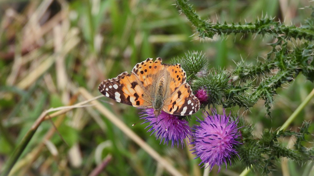 inja5248's tweet photo. #distelvlinder doet z'n naam eer aan
#Maasvallei #Linnerweerd @Limb_Landschap💚
@vlinderNL @NatureTodayNL @Roots_NL https://t.co/sTy2Q6SJD3