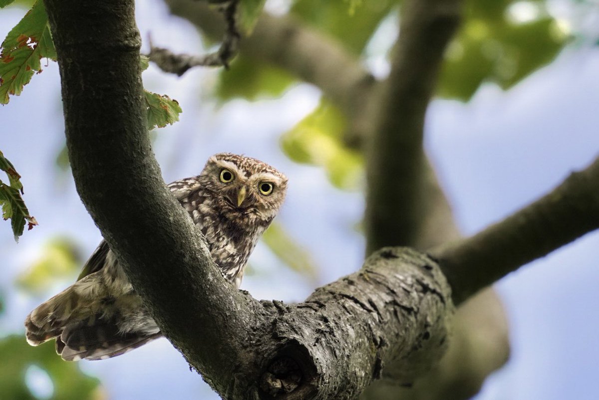 My first little owl spot! (Finally!!) All thanks to an amazing #rewilding conservation initiative in a church yard, these little ones, amongst other species, are doing so well! #NoMow #30DaysWild #BirdsSeenIn2022 #NaturePhotography